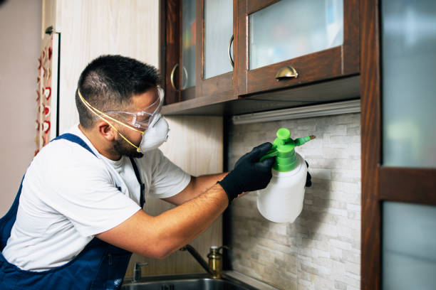 Best Ant Control Services  in Edgecliff Village, TX