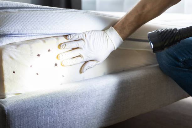 Best Local Pest Control Services  in Edgecliff Village, TX